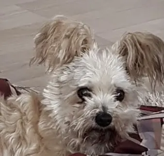 Andachtsbild von Wilma  mit Yoschi ganz tief im ❤️