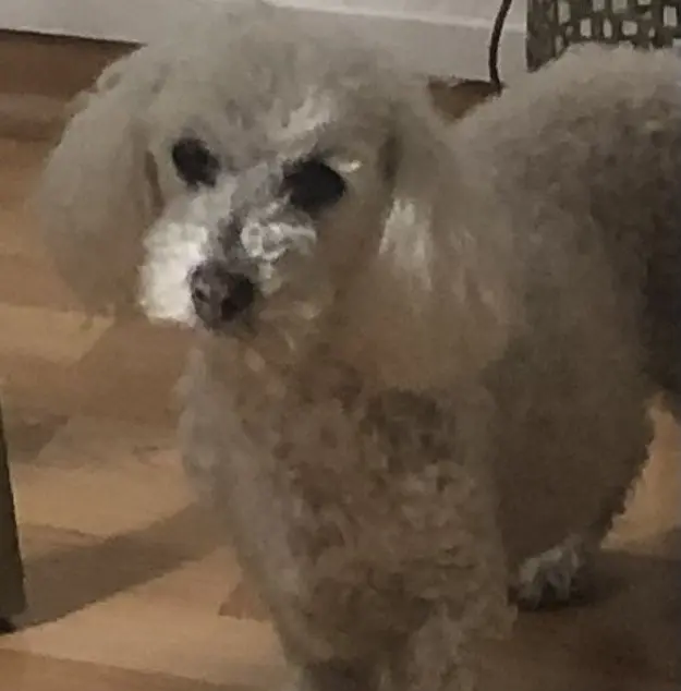 Andachtsbild von Unbekannt