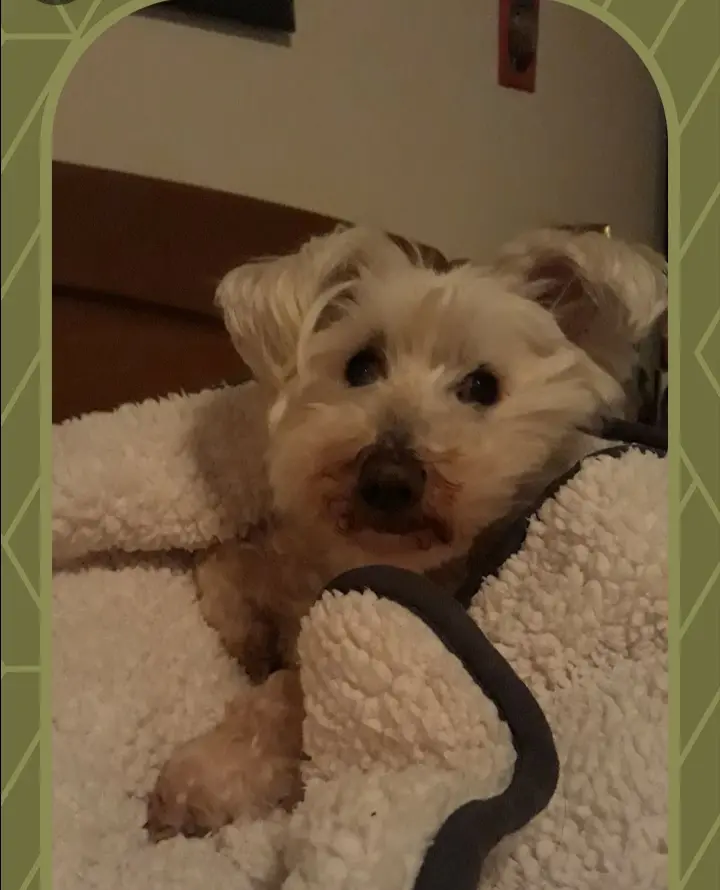 Andachtsbild von Martina mit Seelenhund Samy ♥️⭐♥️ für immer im Herzen 