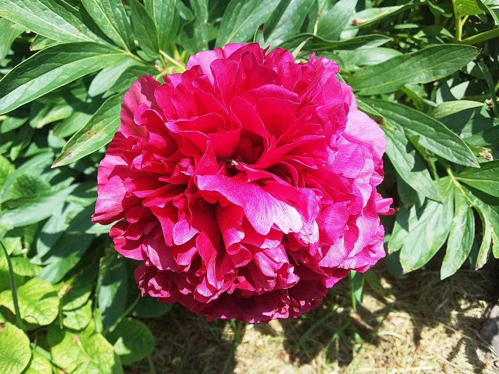 Andachtsbild von Von Mami