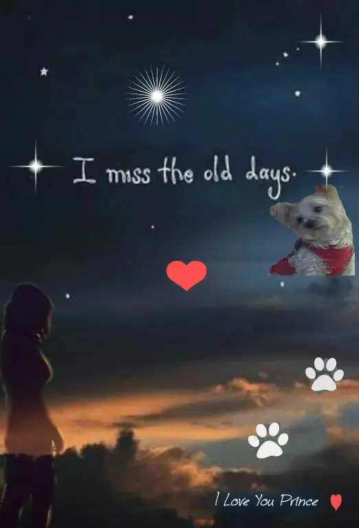 Andachtsbild von Martina mit Seelenhund Samy ♥️⭐♥️ für immer im Herzen 