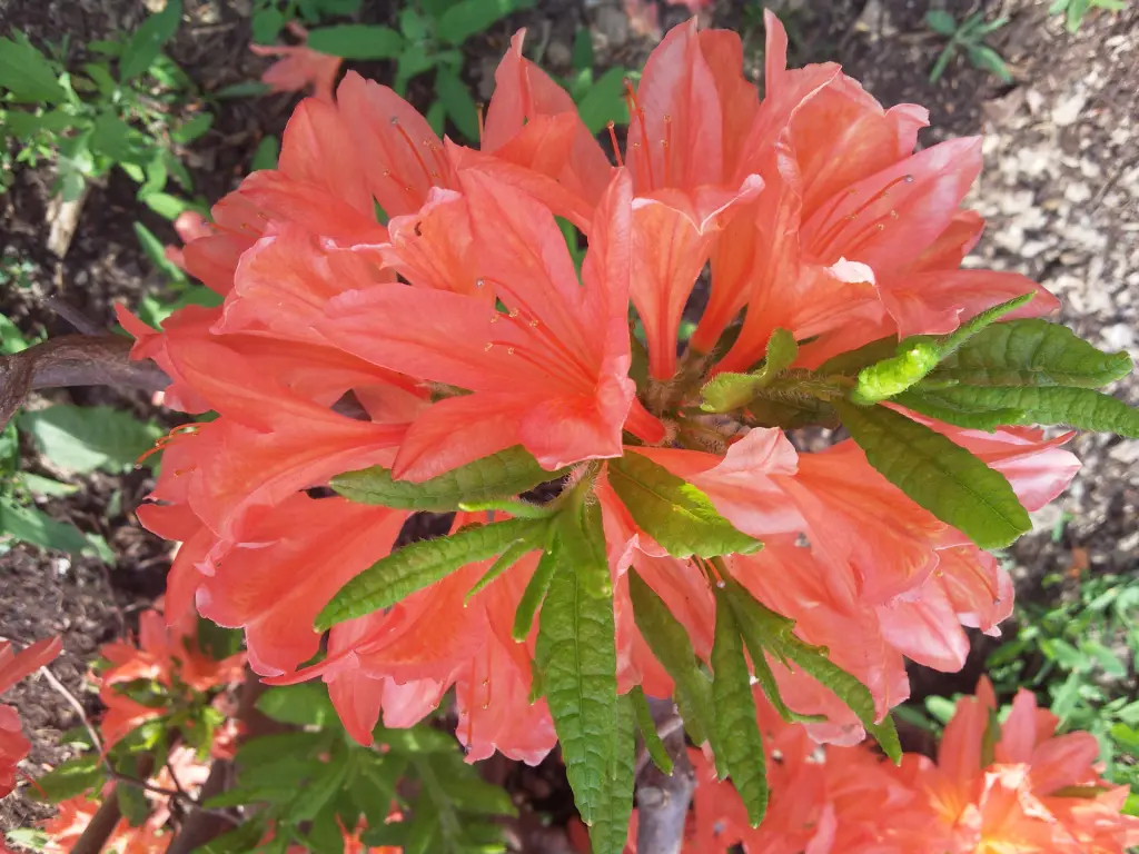 Andachtsbild von von Mami