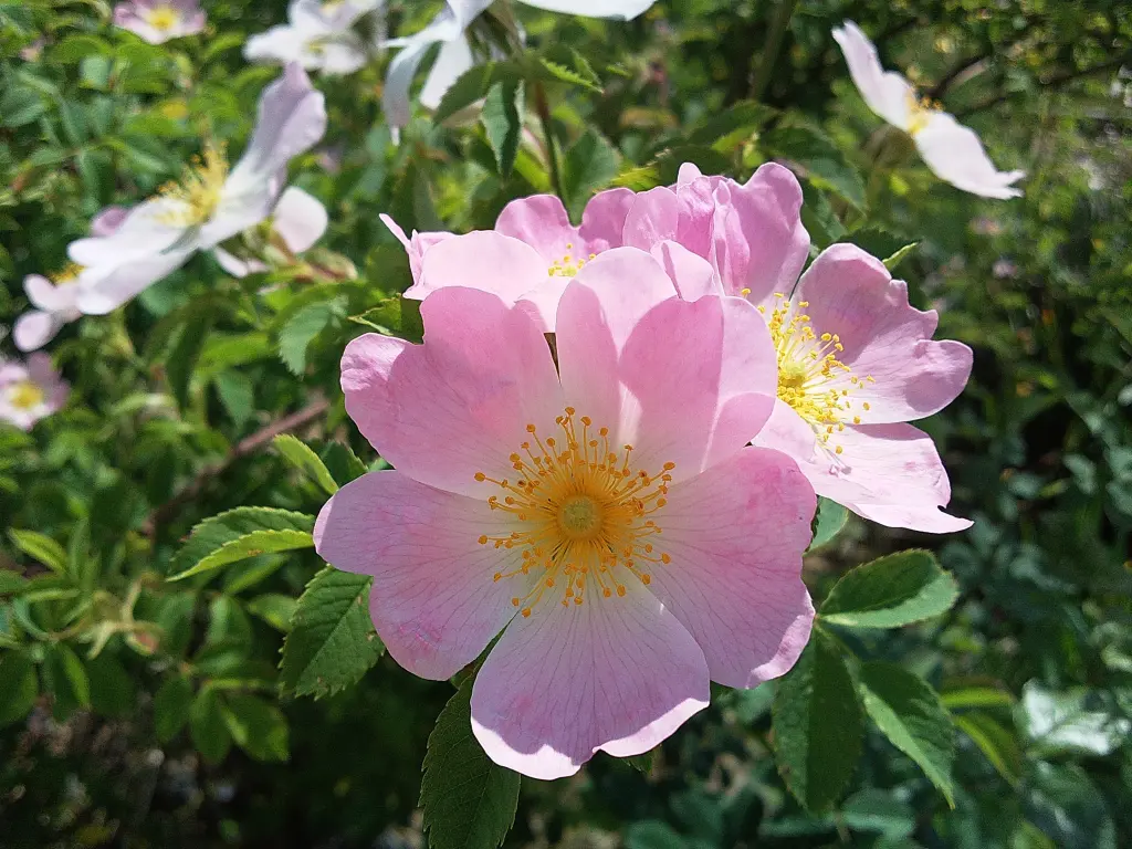 Andachtsbild von Von Mami