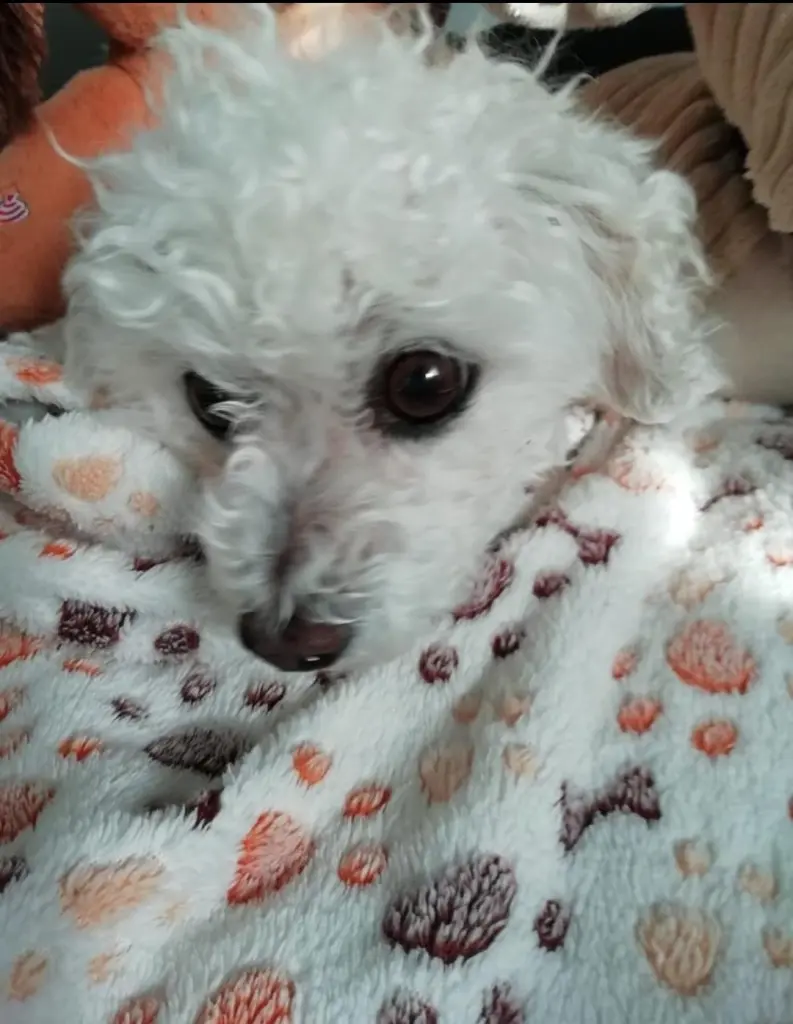 Andachtsbild von Gaby mit Snowy *im Herzen 