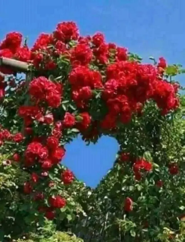 Andachtsbild von Martina mit Seelenhund Samy ♥️⭐♥️ für immer im Herzen 