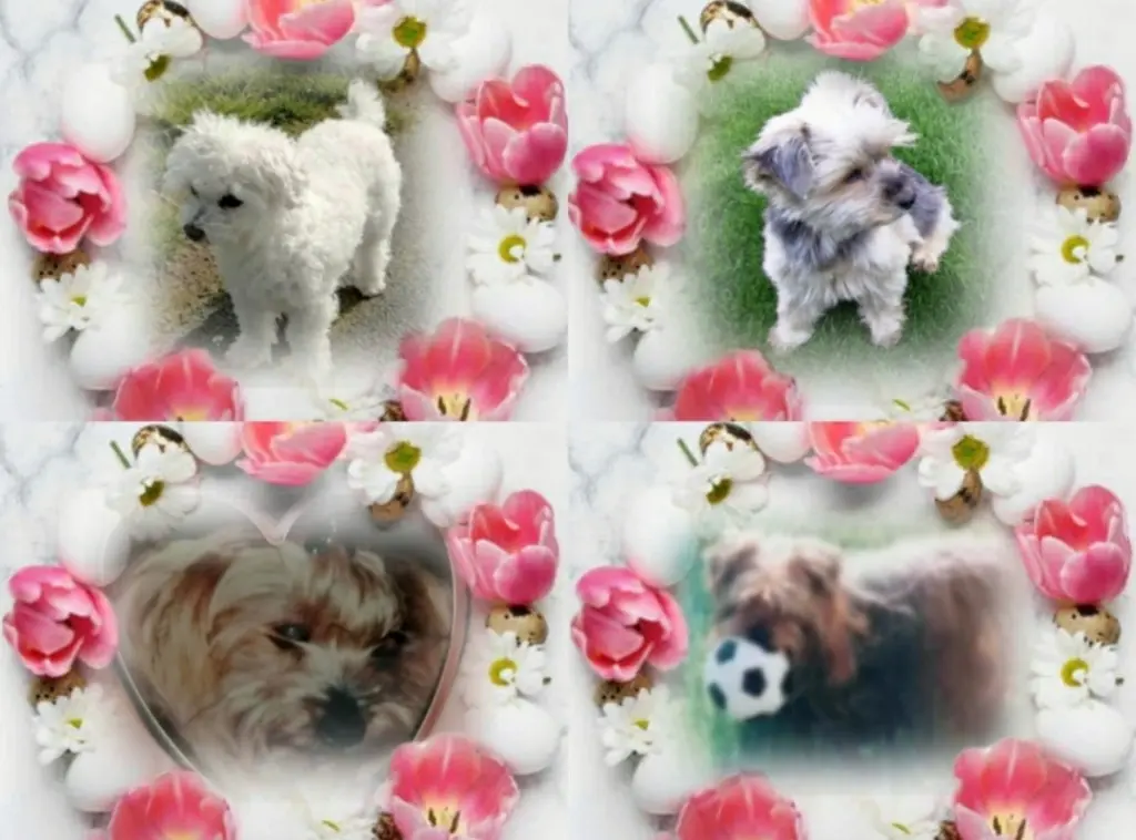 Andachtsbild von Gaby mit Snowy im Herzen 