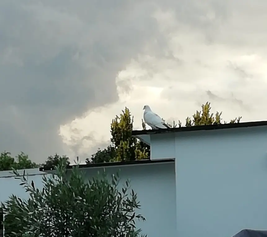 Andachtsbild von Grüße von Snowy *