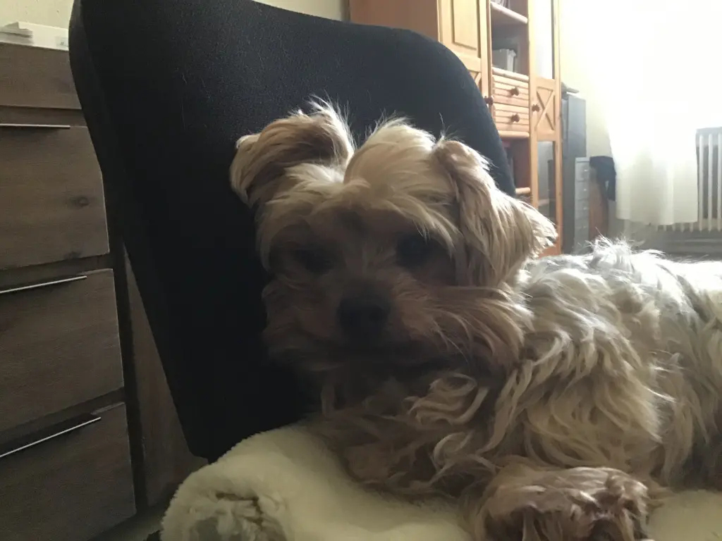 Andachtsbild von Christiane mit Kenny tief im Herzen ❤️