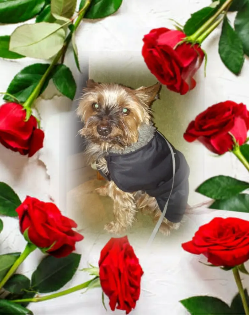 Andachtsbild von ❤