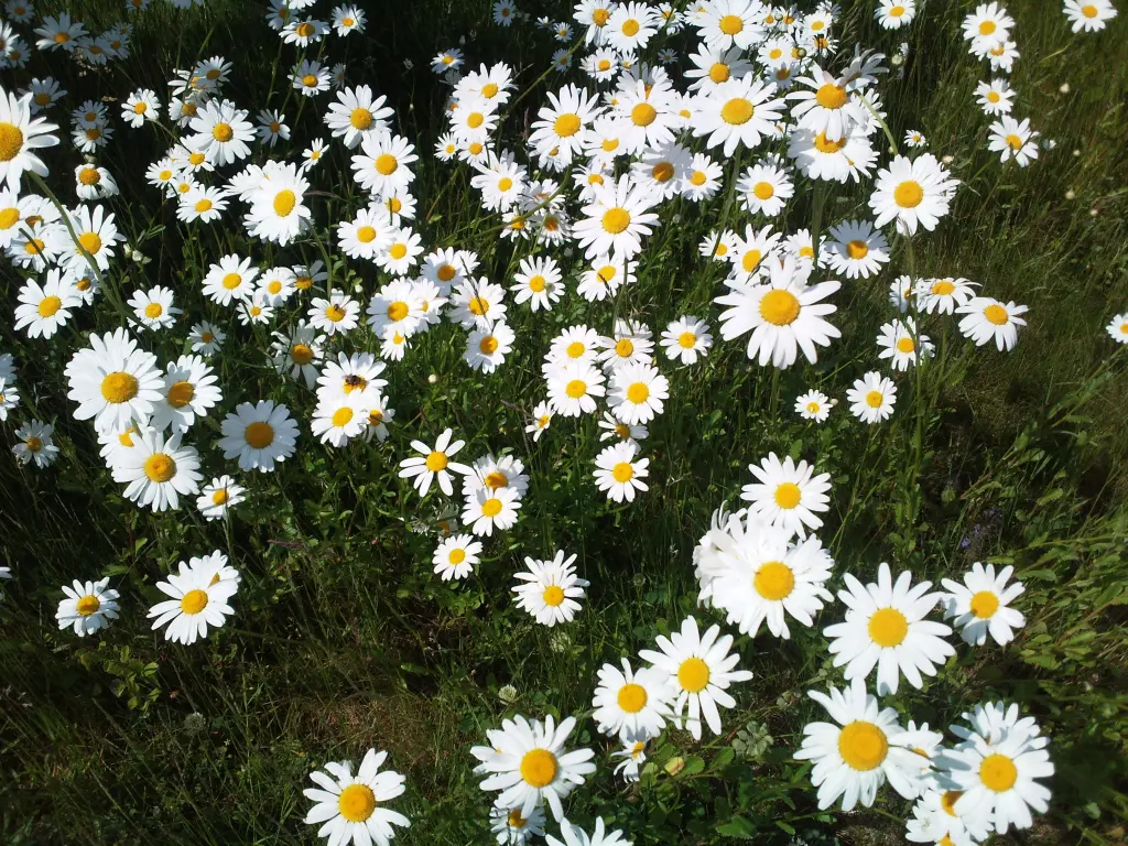 Andachtsbild von Mami