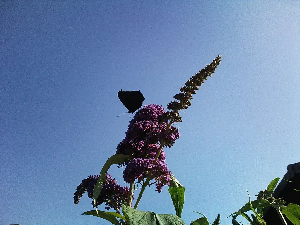 Andachtsbild von Mami