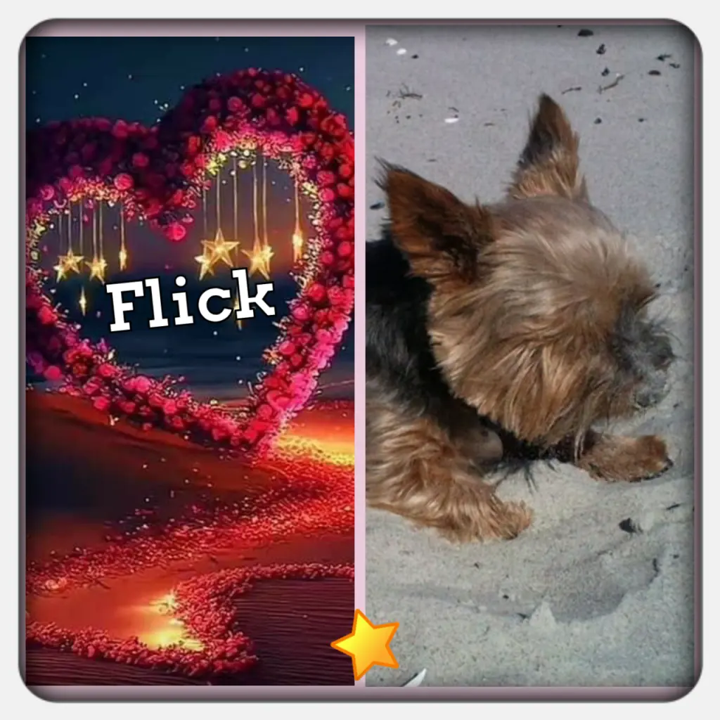 Andachtsbild von Für den geliebten Flick ♥️⭐♥️