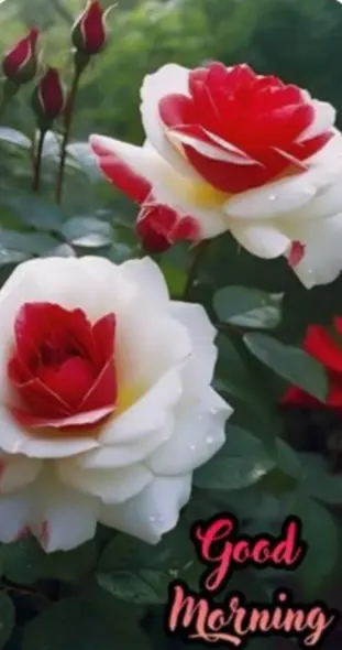 Andachtsbild von ❤