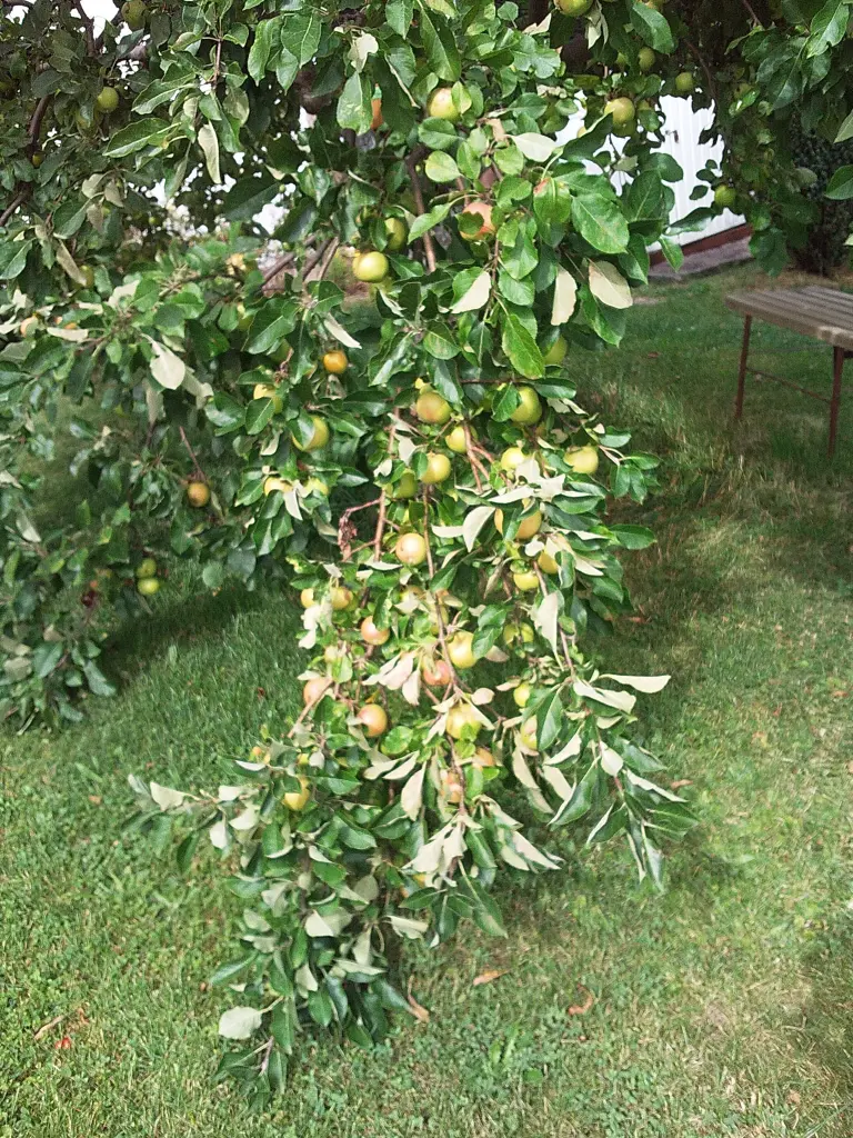 Andachtsbild von Mami