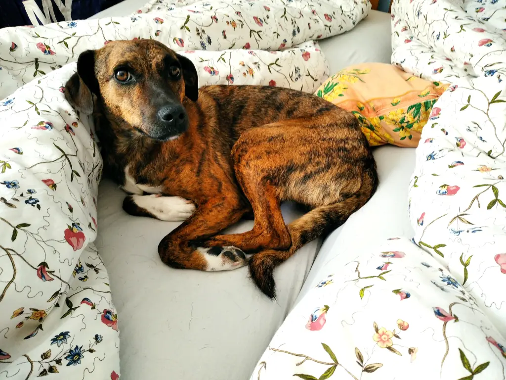 Andachtsbild von Erika