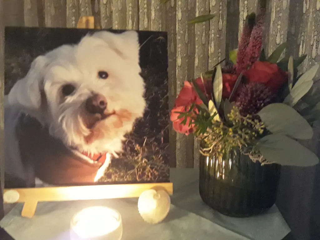 Andachtsbild von Martina mit Seelenhund Samy ♥️⭐♥️ für immer im Herzen 