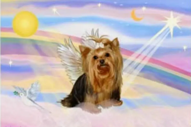 Andachtsbild von Martina mit Seelenhund Samy ♥️⭐♥️ für immer im Herzen 