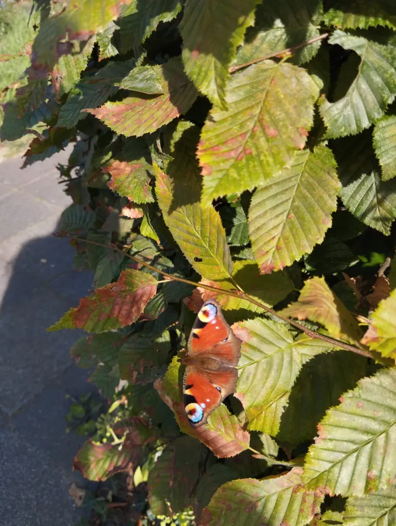 Andachtsbild von Ein kleiner Gruß ♥️ aus Bonn 
