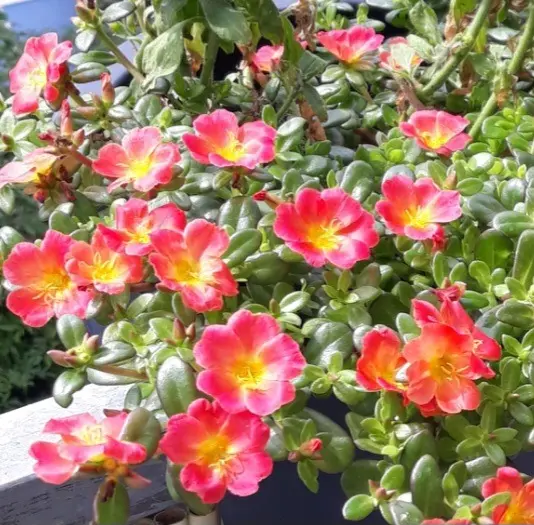 Andachtsbild von ❤️❤️