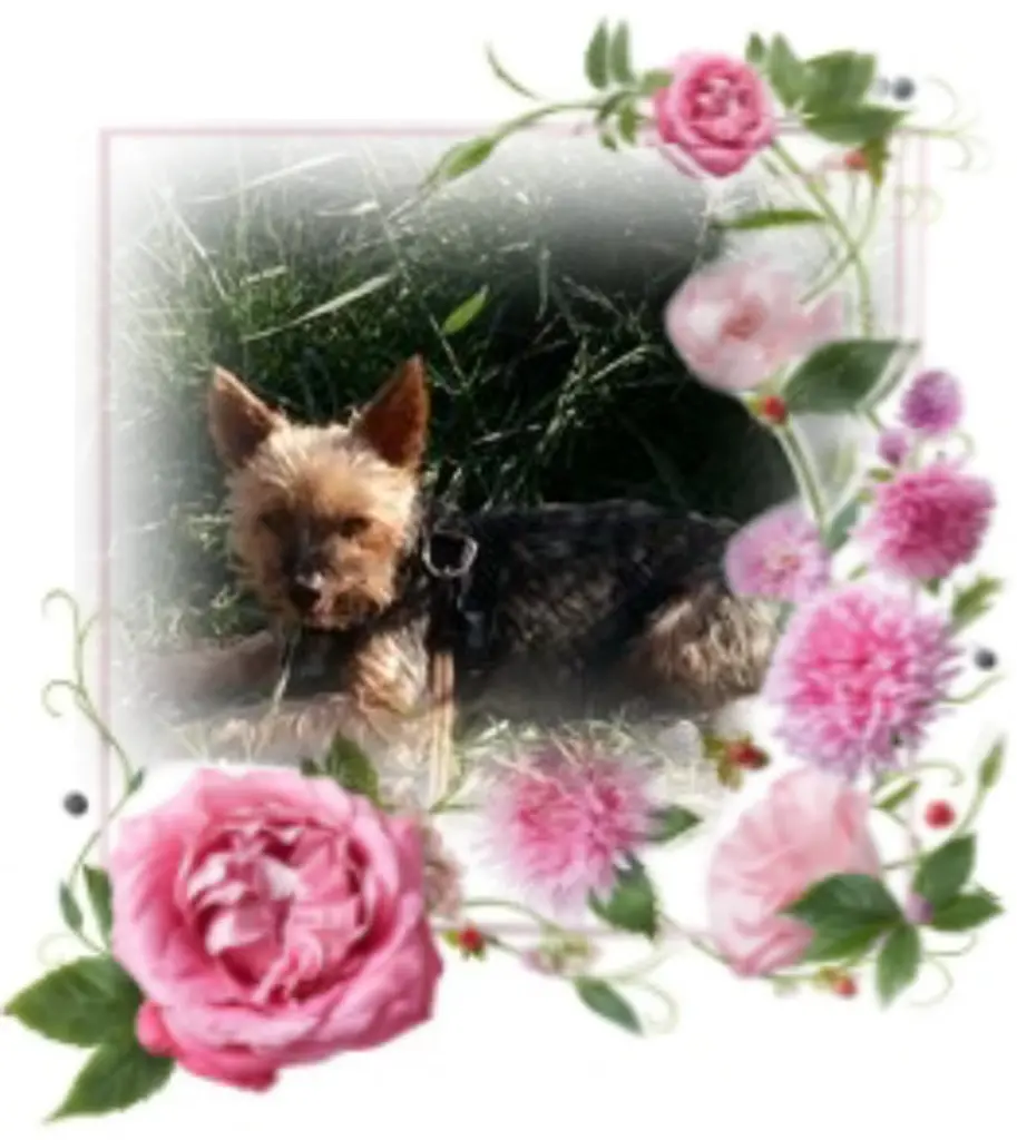 Andachtsbild von Flick❤️ geliebt❤️ und unvergessen❤️