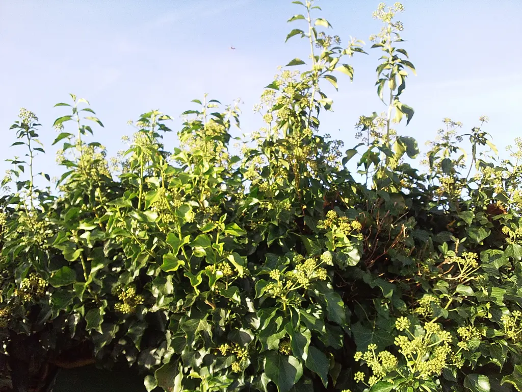 Andachtsbild von Mami