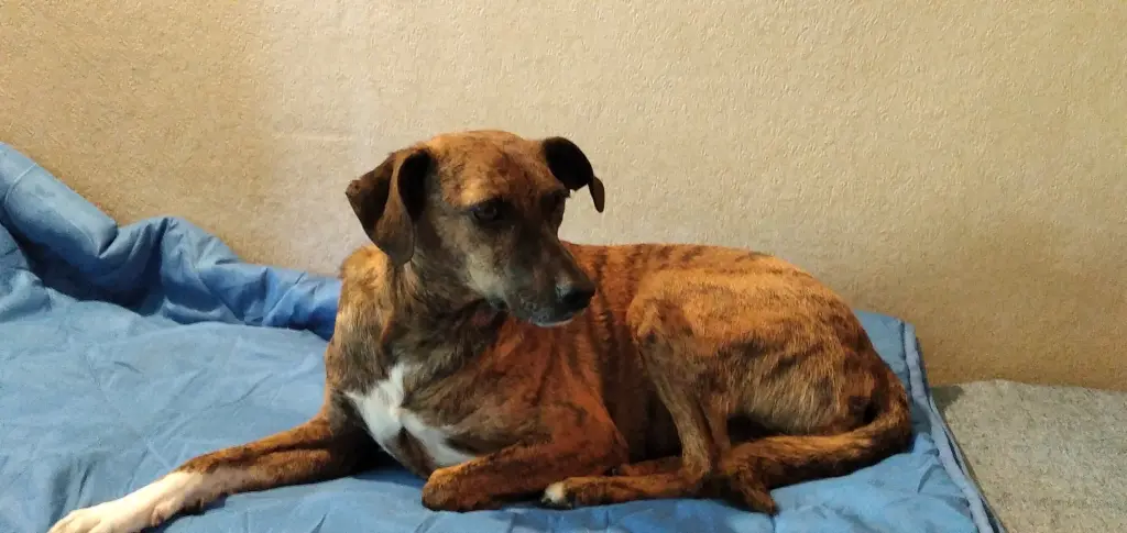 Andachtsbild von Erika