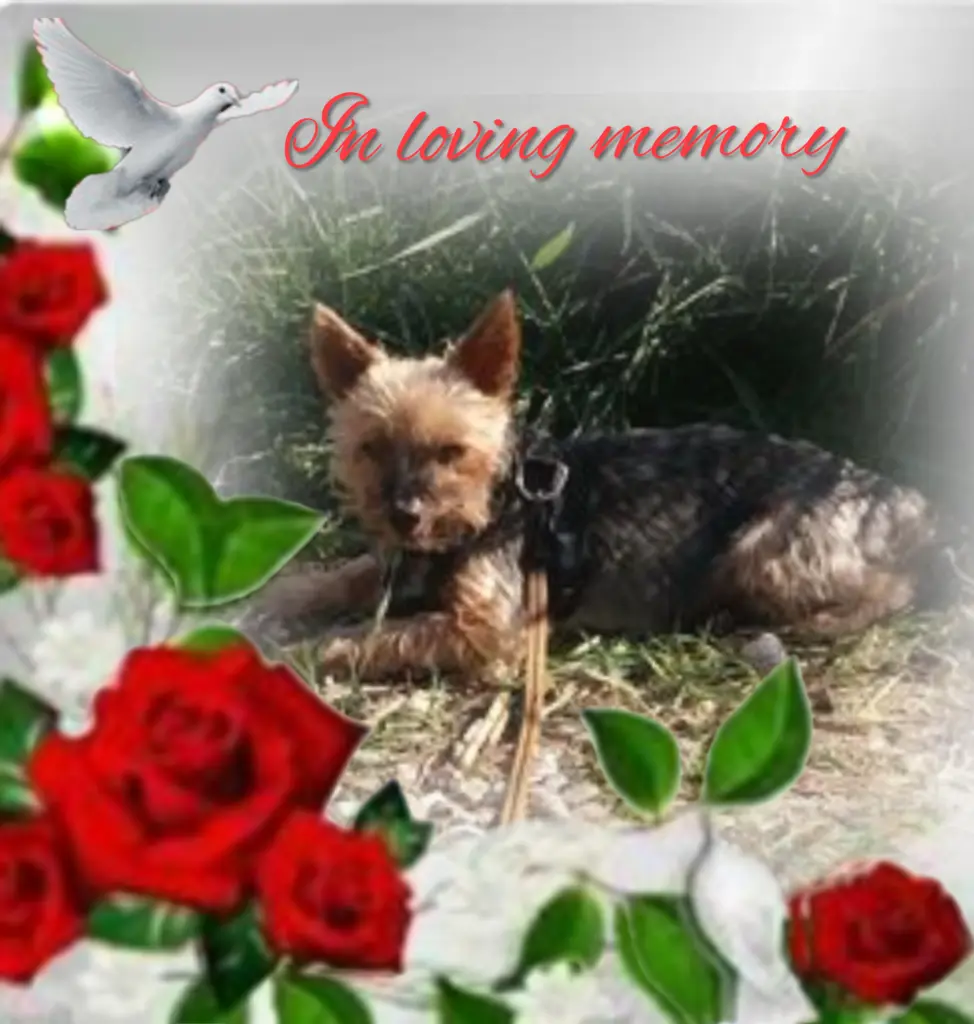 Andachtsbild von ❤️Flick❤️geliebt und unvergessen❤️