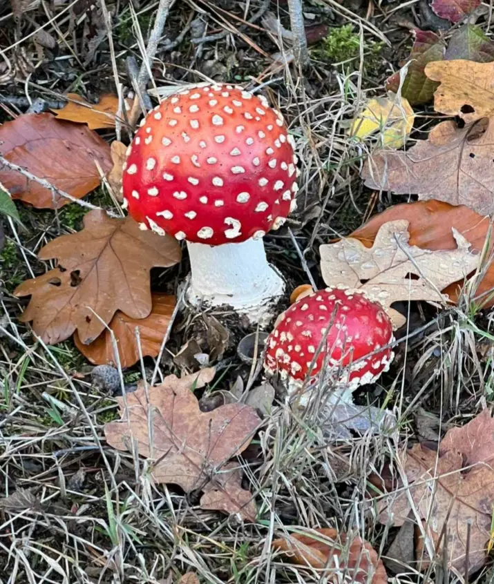 Andachtsbild von Martina mit Seelenhund Samy ♥️⭐♥️ für immer im Herzen 