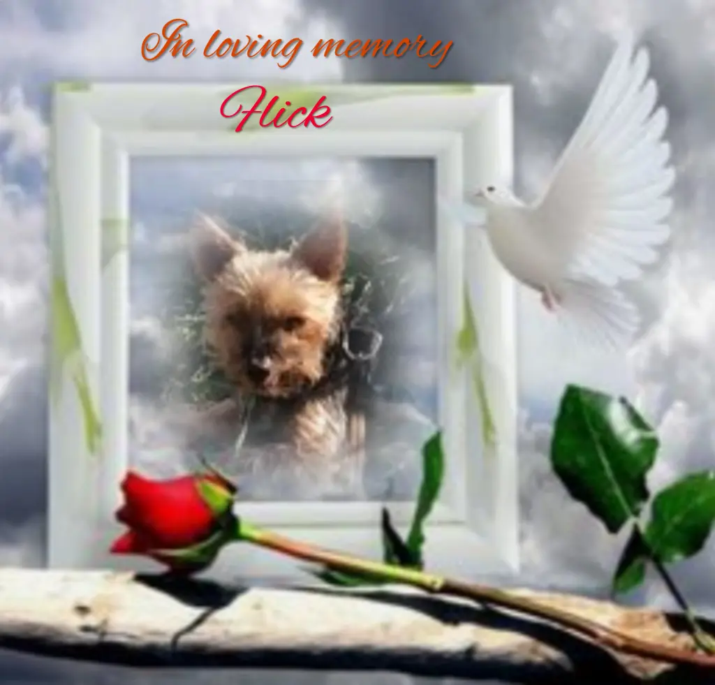 Andachtsbild von ❤️Flick geliebt und unvergessen❤️