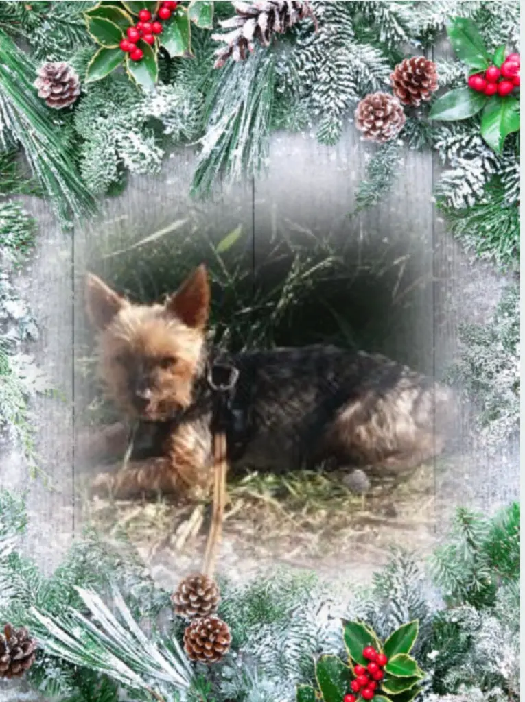 Andachtsbild von ❤️Weihnachten❤️