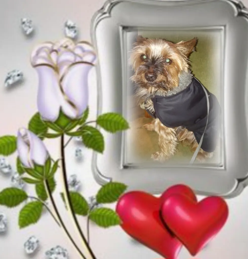 Andachtsbild von ❤️Ewige Liebe❤️