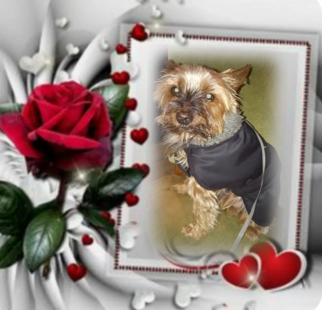 Andachtsbild von Flick❤️ geliebt❤️ und unvergessen❤️