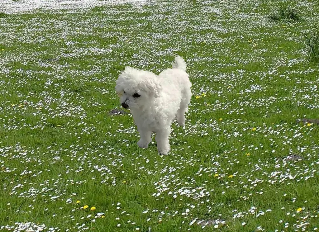 Andachtsbild von Gaby mit Snowy ❤️