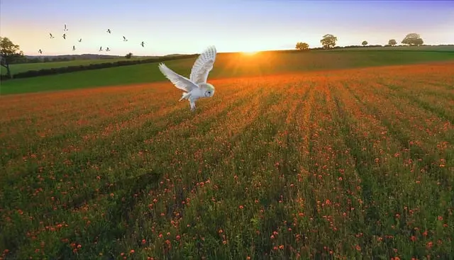 Andachtsbild von Gaby mit Snowy* im Herzen 