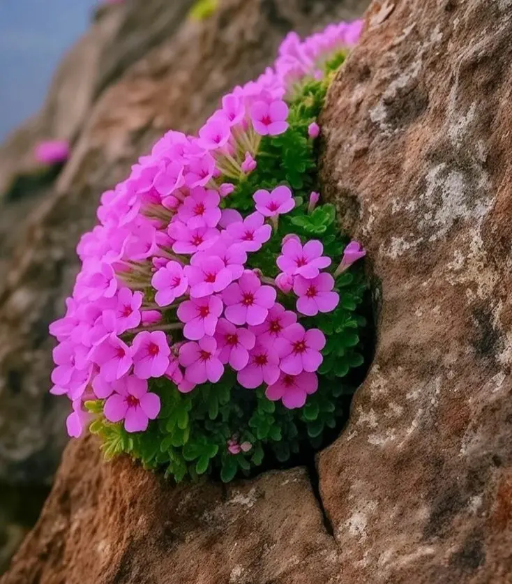 Andachtsbild von Martina mit Seelenhund Samy ♥️⭐♥️ für immer im Herzen 