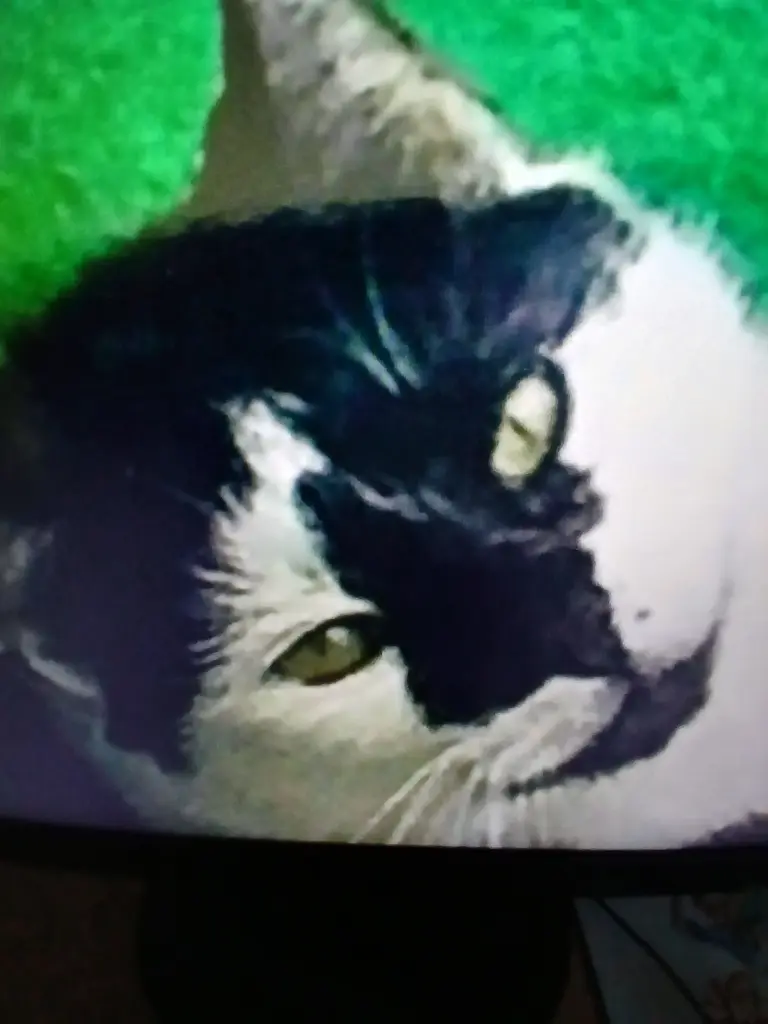 Andachtsbild von Snoopy und .Pünktchen