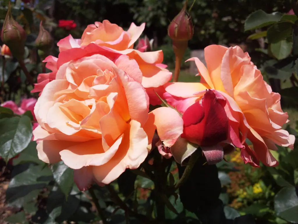 Andachtsbild von Deiner Familie