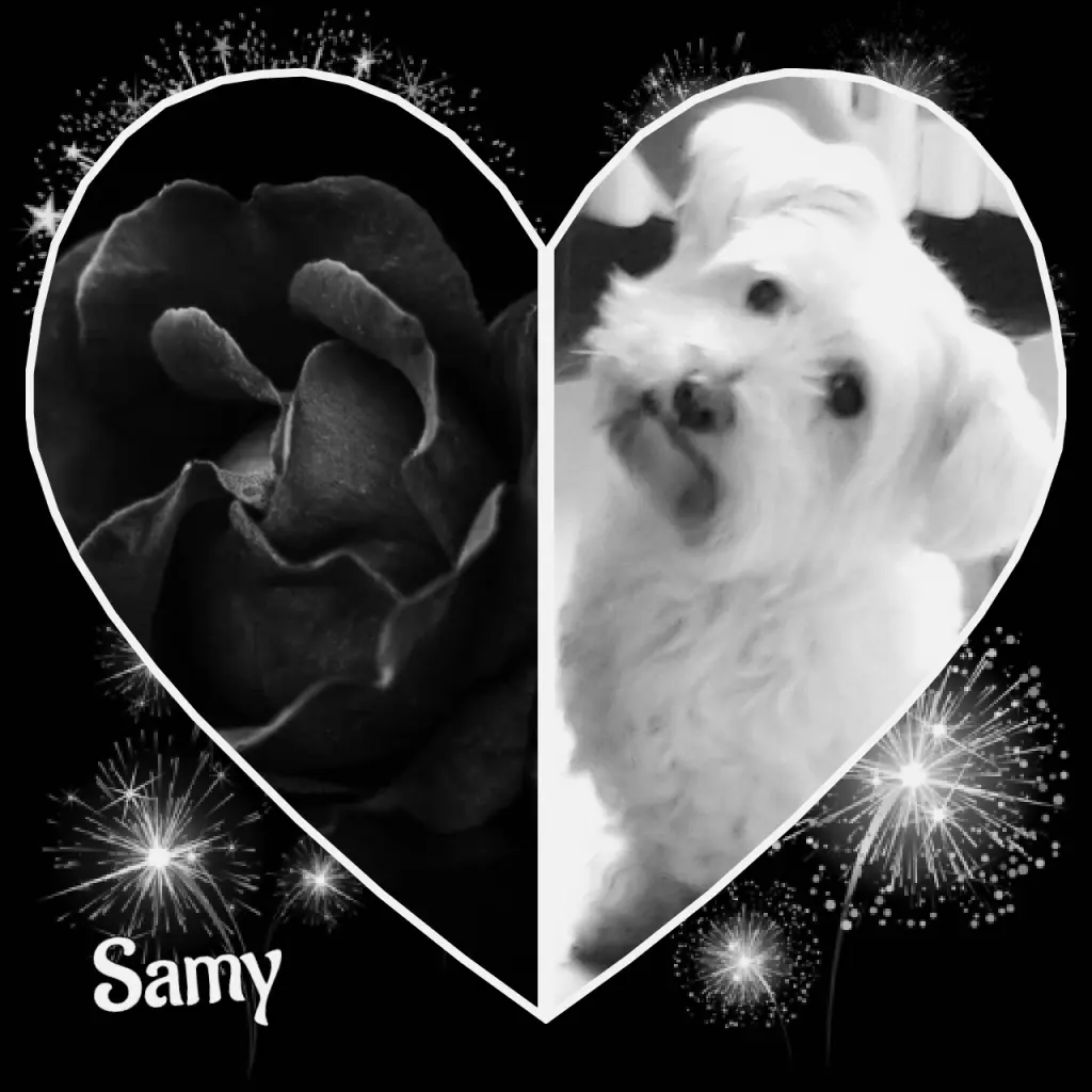 Andachtsbild von Martina mit Seelenhund Samy ♥️⭐♥️ für immer im Herzen 