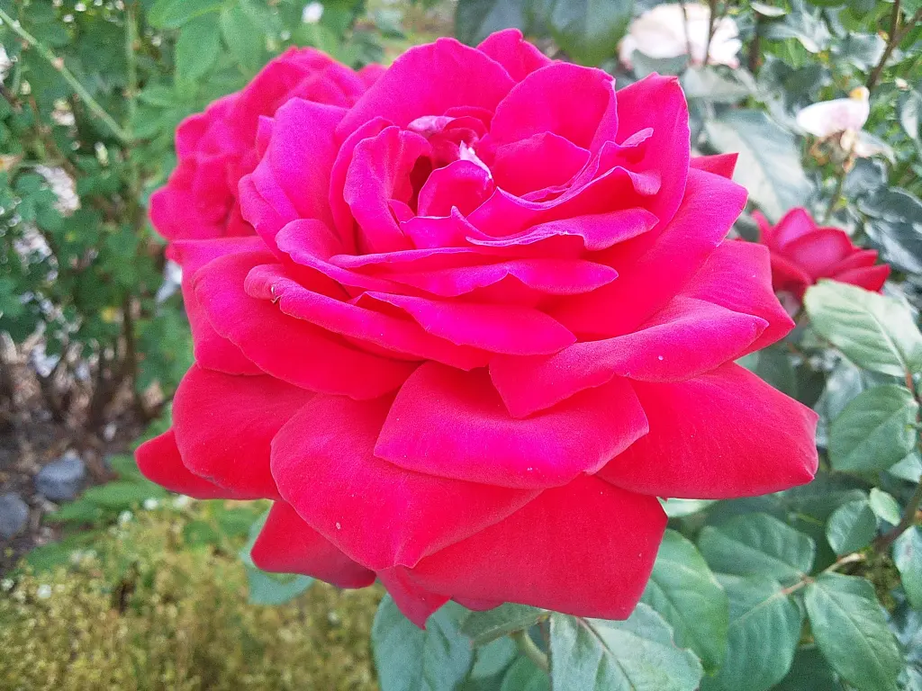 Andachtsbild von Deiner Mami