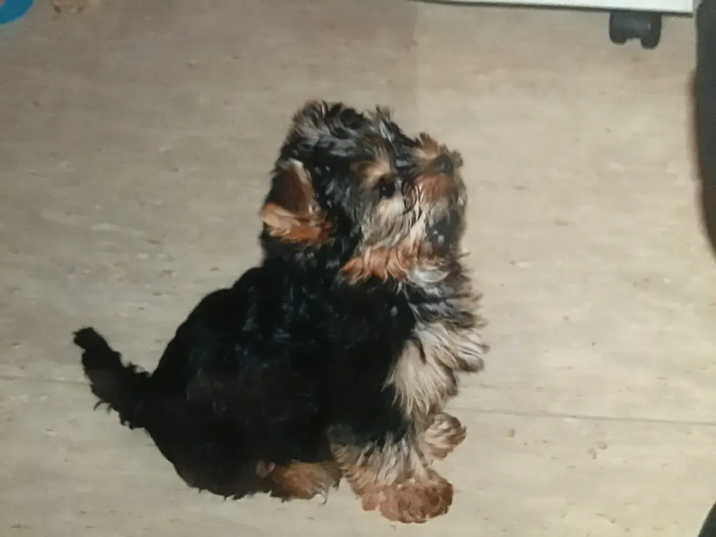 Andachtsbild von Christiane mit Kenny im ❤️