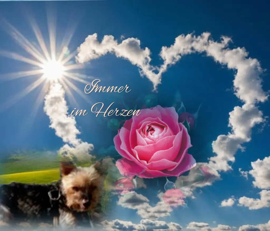 Andachtsbild von ♥️Immer im Herzen ❤️