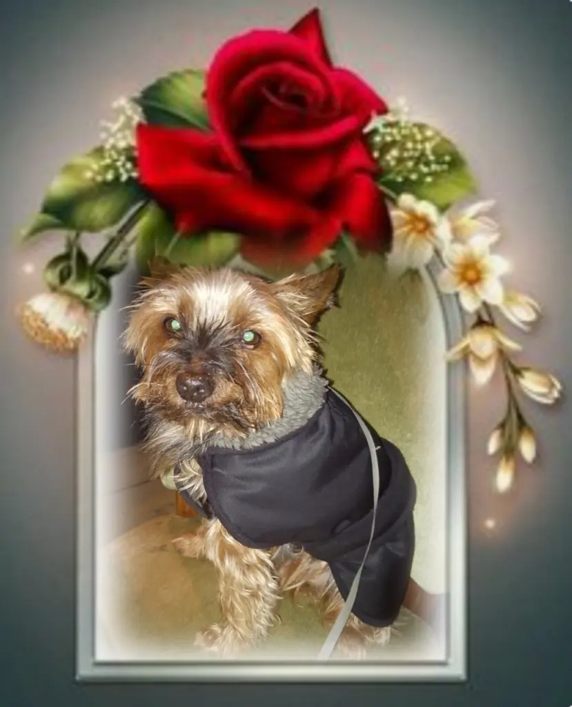 Andachtsbild von Flick♥️ geliebt♥️ und unvergessen♥️