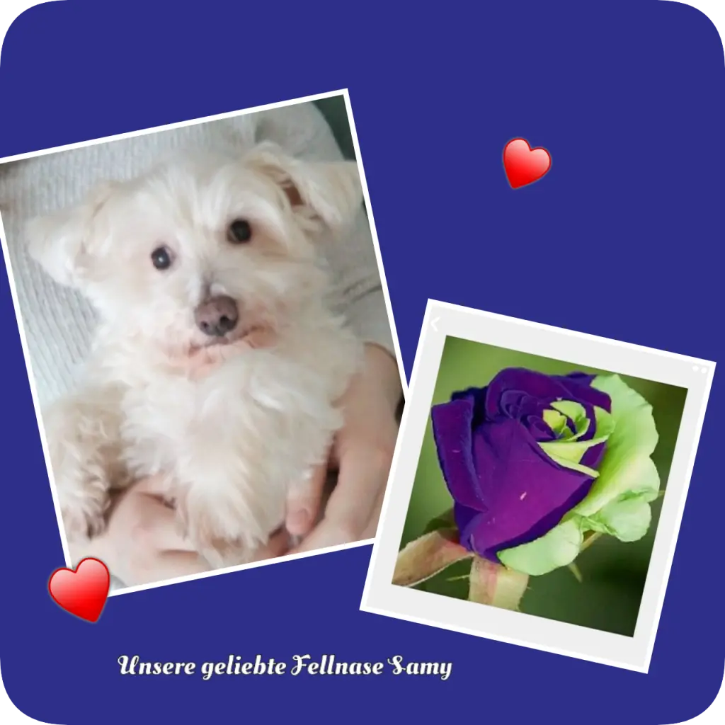 Andachtsbild von Martina mit Seelenhund Samy ♥️⭐♥️ für immer im Herzen 