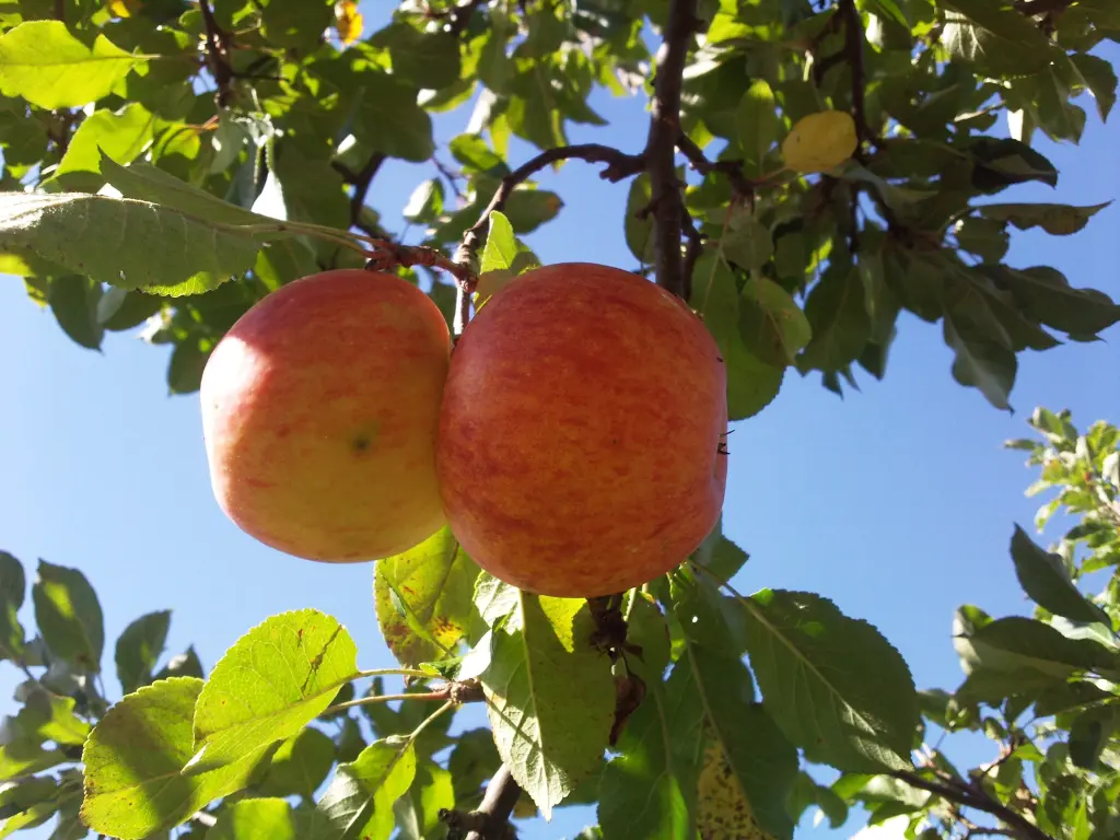 Andachtsbild von Deiner Familie