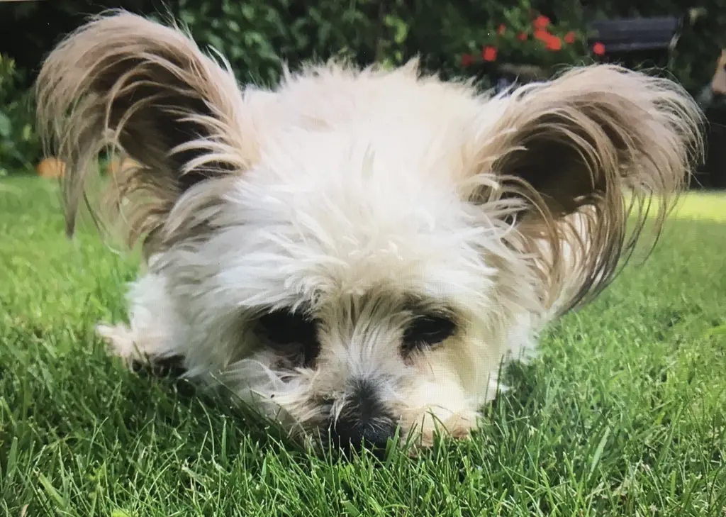 Andachtsbild von Wilma mit Yoschi im Herzen