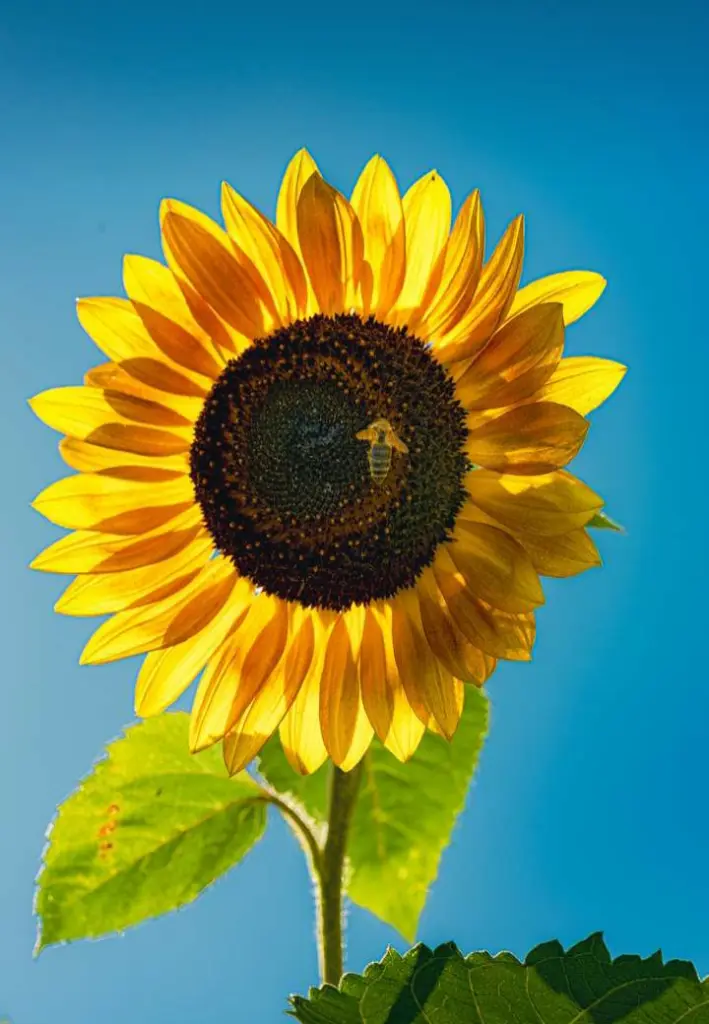 Andachtsbild von Für den kleinen Engel Flick ♥️⭐♥️