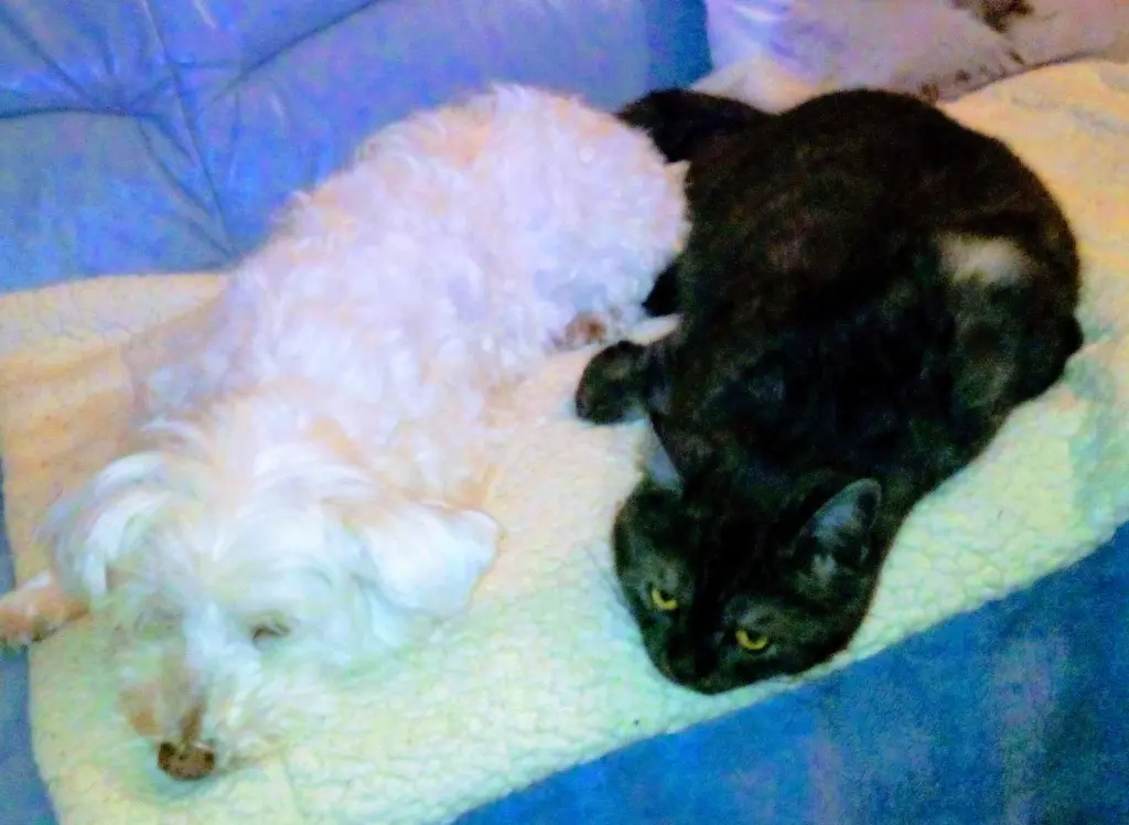 Andachtsbild von Martina mit Seelenhund Samy ♥️⭐♥️ für immer im Herzen 