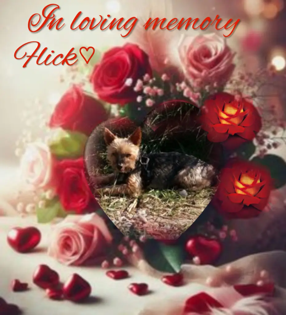 Andachtsbild von Flick♥️ geliebt♥️ und unvergessen♥️ 