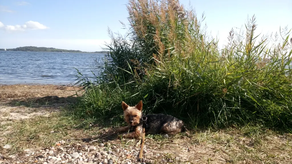 Andachtsbild von Deiner Mami