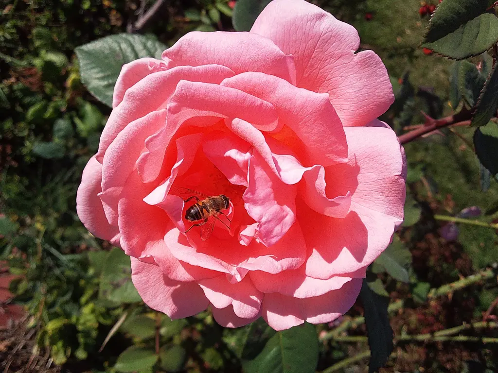 Andachtsbild von Deiner Familie